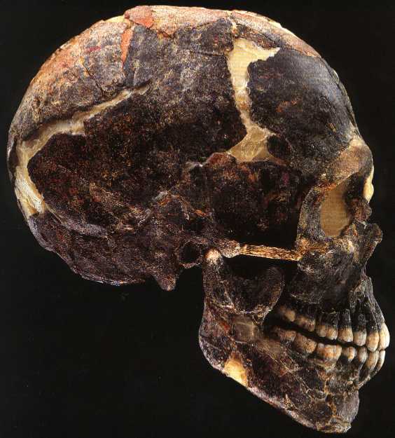 Crâne du plus ancien homme moderne d'Asie, daté de 100 000 ans.  On voit bien le prognathisme, c'est à dire la mâchoire poussée vers l'avant, caractéristique qu'on ne retrouve que chez les Noirs.  American Museum of Natural History
